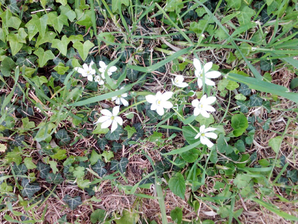fleurs sur la pelouse